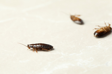 Photo of Brown cockroaches on light grey marble background. Pest control
