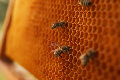 Photo of Closeup view of hive frame with honey bees