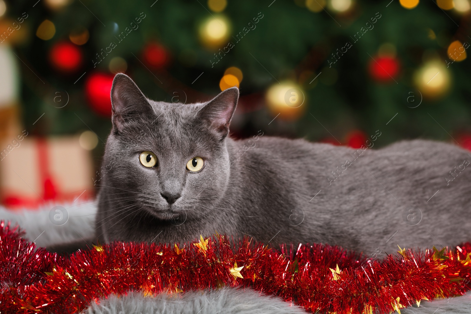 Photo of Cute cat with colorful tinsel near Christmas tree indoors