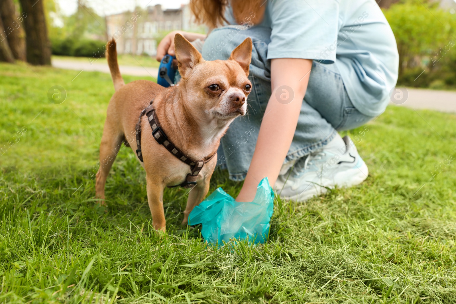 Photo of Woman picking up her dog's poop from green grass in park, closeup