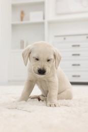 Photo of Cute little puppy on white carpet at home