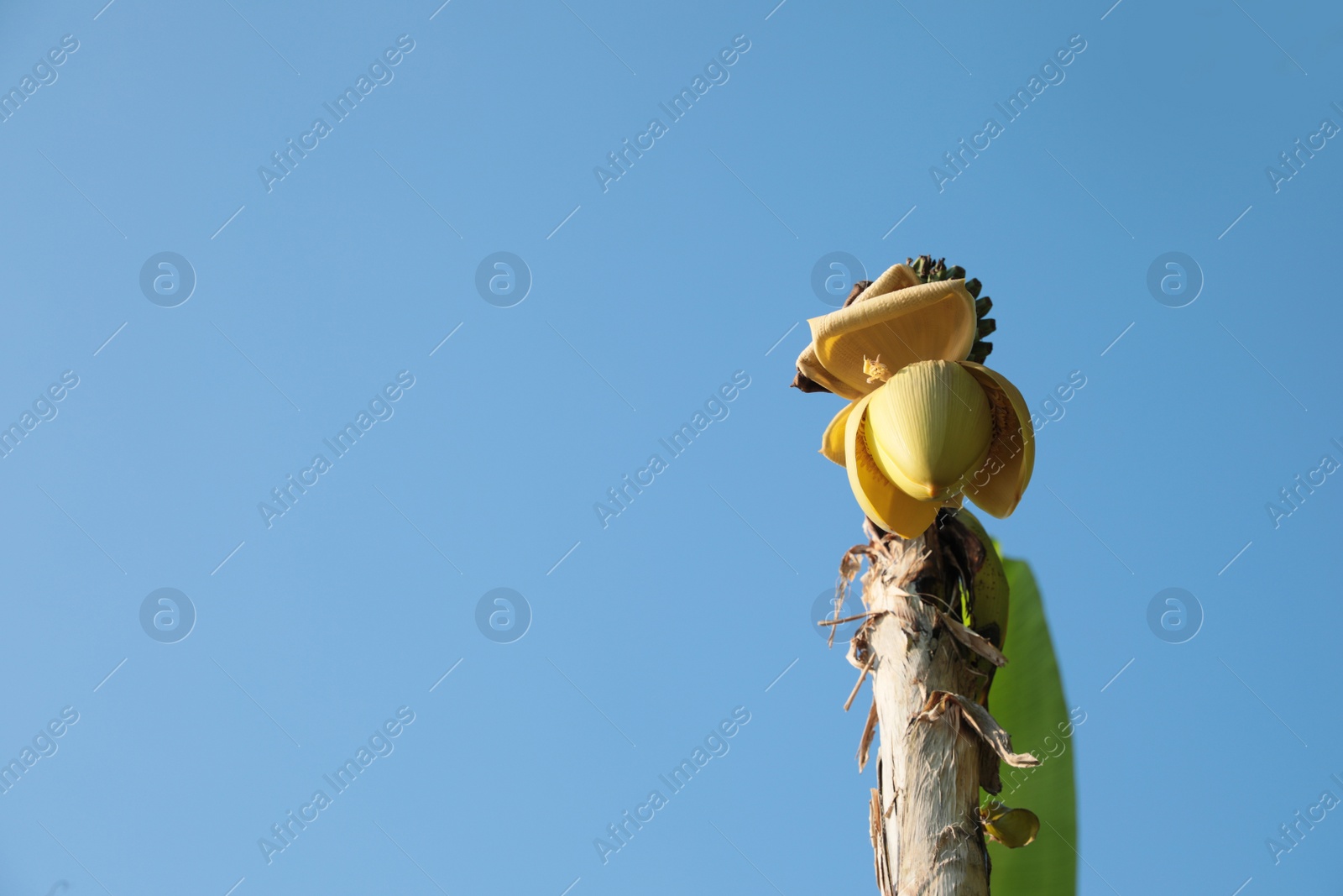 Photo of Fresh banana plant growing against blue sky, low angle view. Space for text