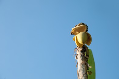 Fresh banana plant growing against blue sky, low angle view. Space for text