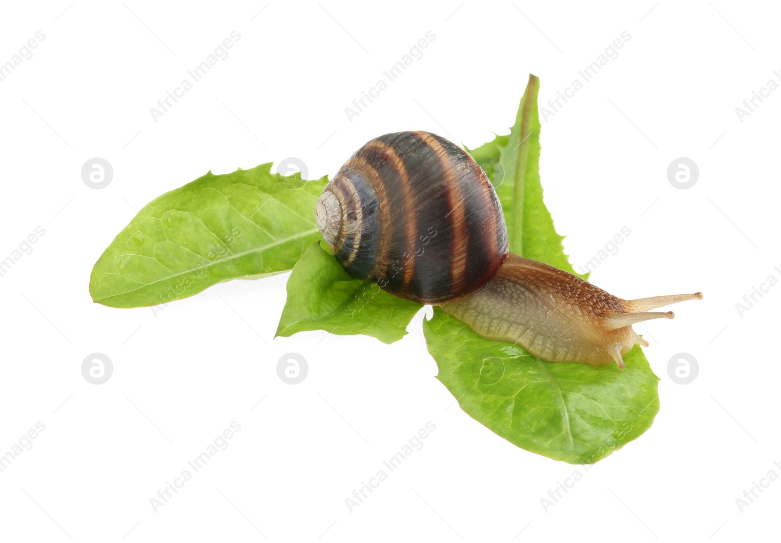 Photo of Common garden snail crawling on green leaves against white background