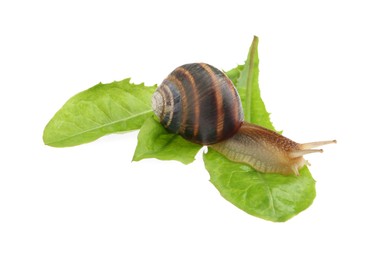 Photo of Common garden snail crawling on green leaves against white background