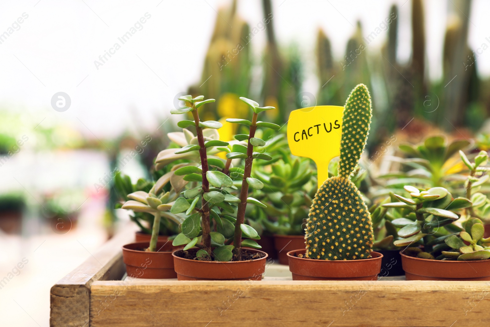 Photo of Beautiful cactus and succulent in pots on wooden table against blurred background