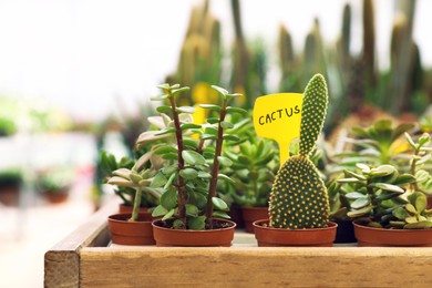 Beautiful cactus and succulent in pots on wooden table against blurred background