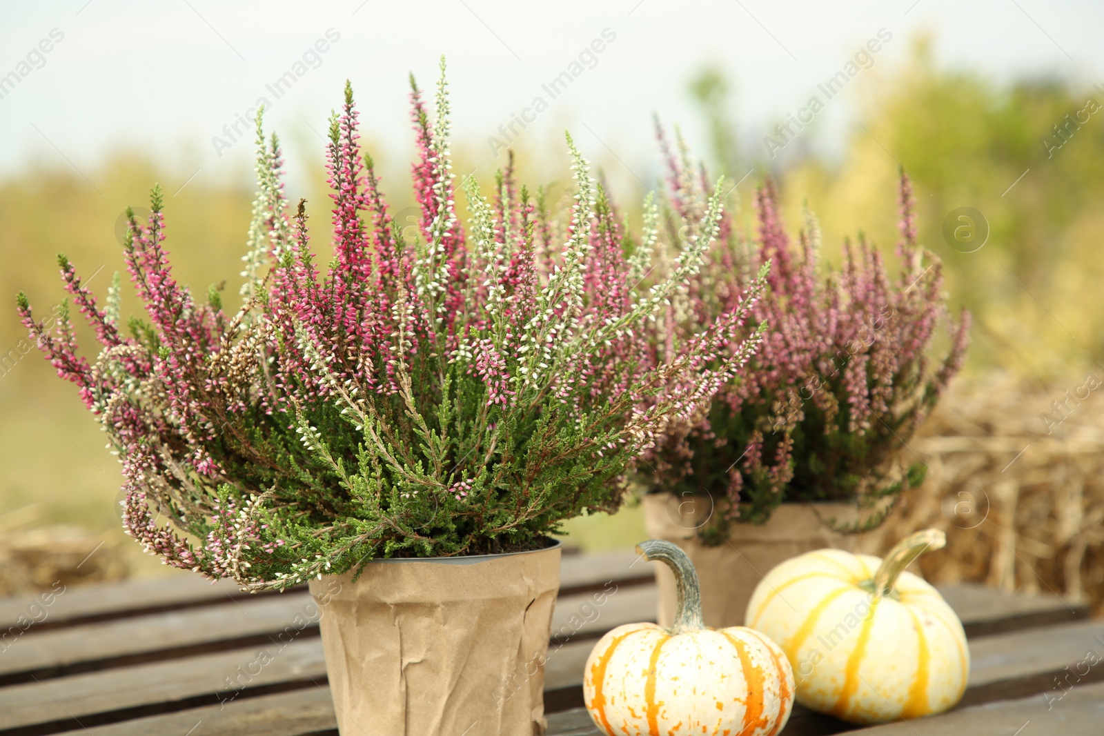 Photo of Beautiful heather flowers in pots and pumpkins on wooden pallet outdoors