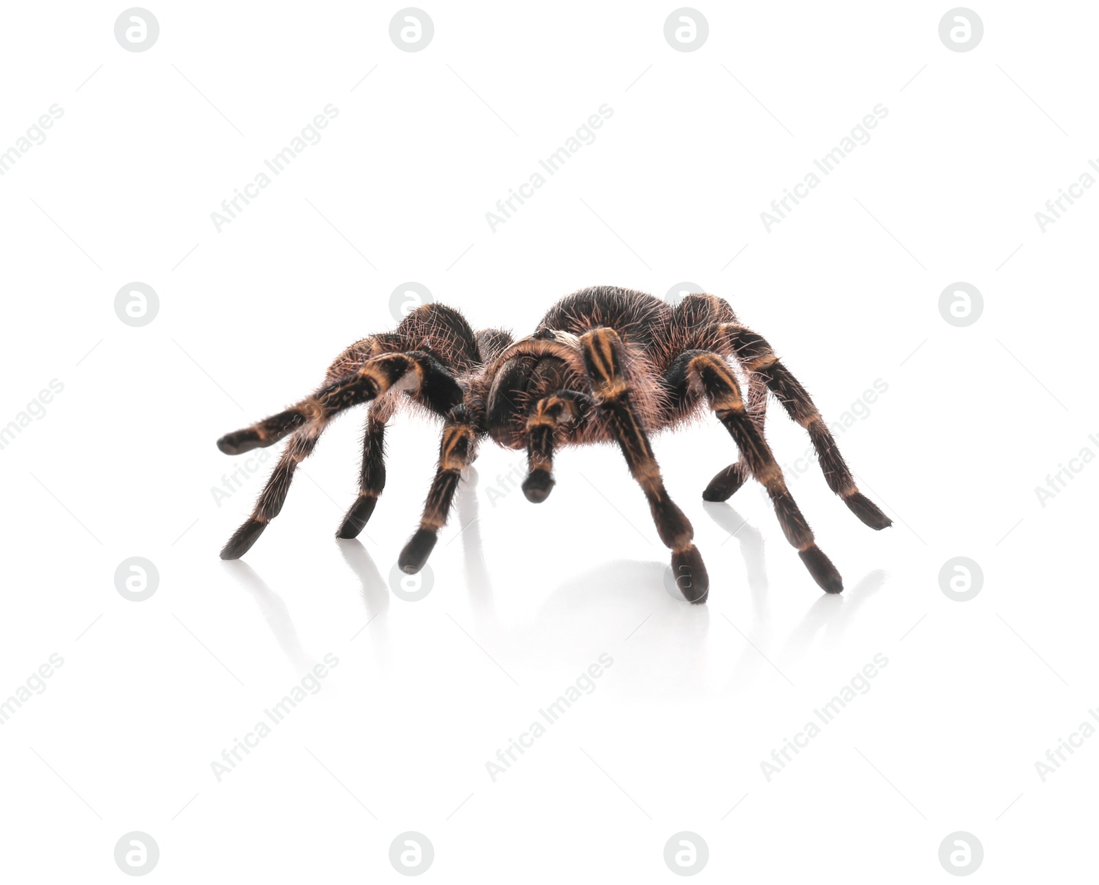 Photo of Striped knee tarantula (Aphonopelma seemanni) isolated on white