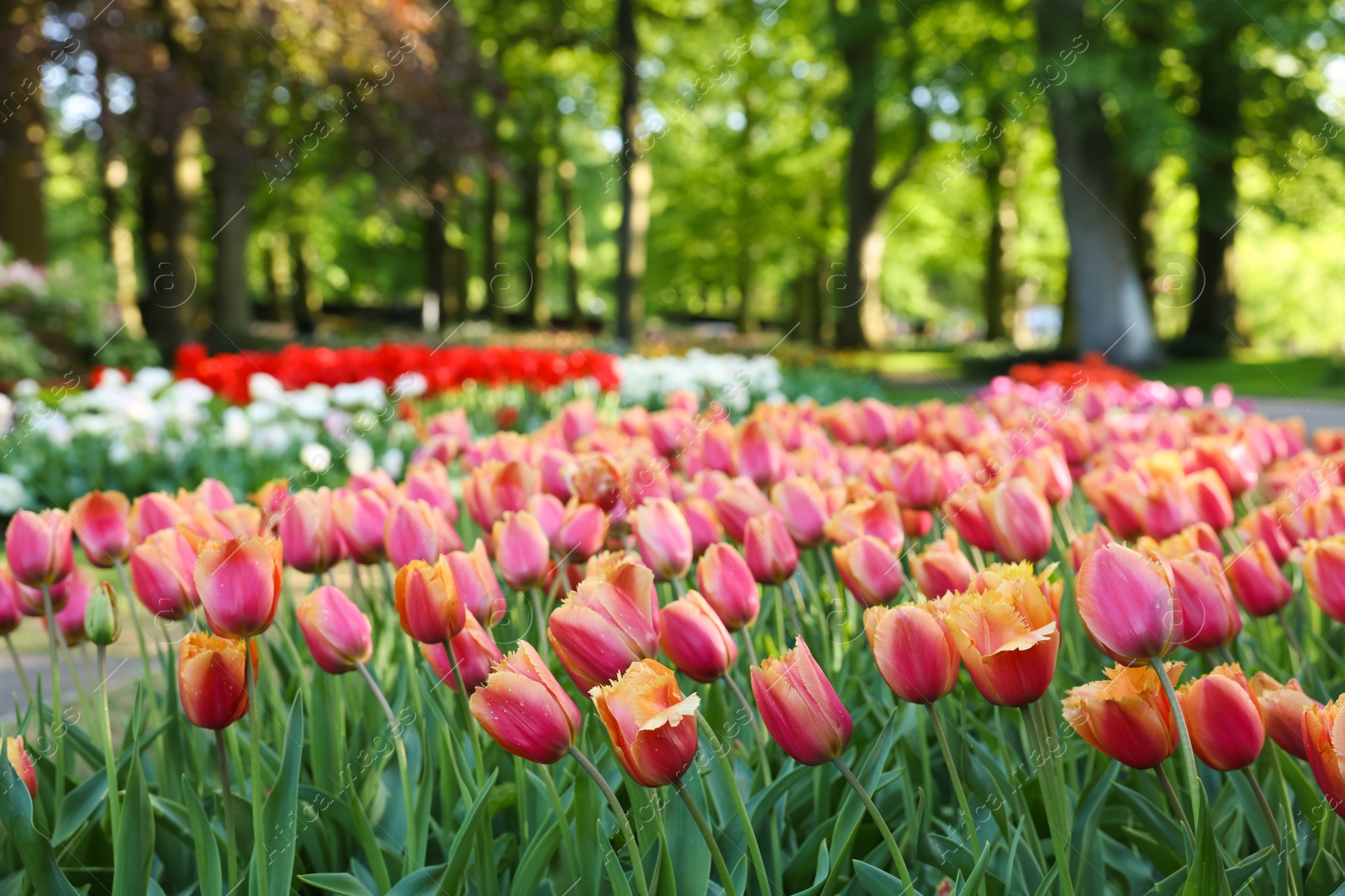 Photo of Many beautiful tulip flowers growing in park. Spring season