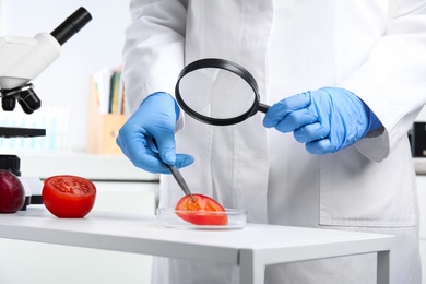 Photo of Scientist with magnifying glass exploring slice of tomato in laboratory, closeup. Poison detection