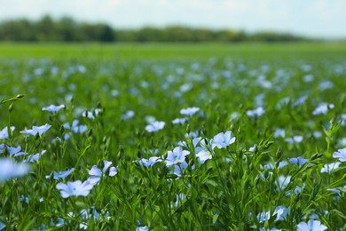 Beautiful blooming flax plants in field on sunny day