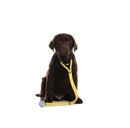 Photo of Cute Labrador dog with stethoscope as veterinarian on white background