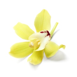 Photo of Beautiful tropical orchid flower on white background