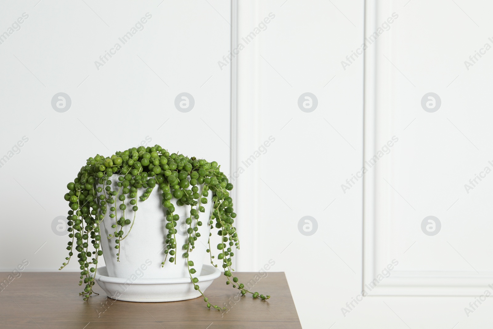 Photo of Beautiful green potted houseplant on wooden table indoors, space for text