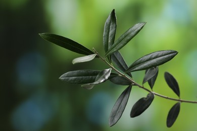 Olive twig with fresh green leaves on blurred background, closeup