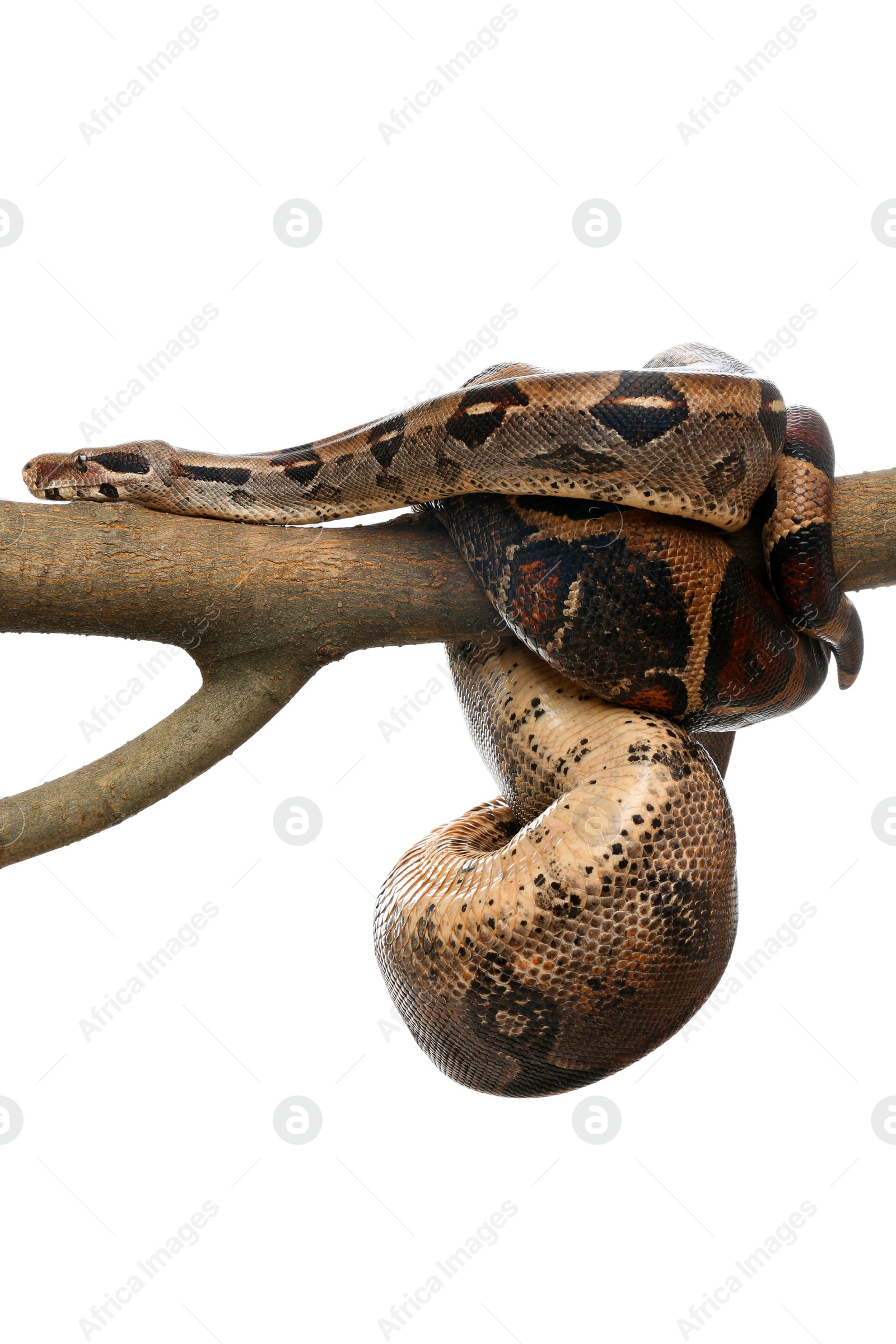 Photo of Brown boa constrictor on tree branch against white background