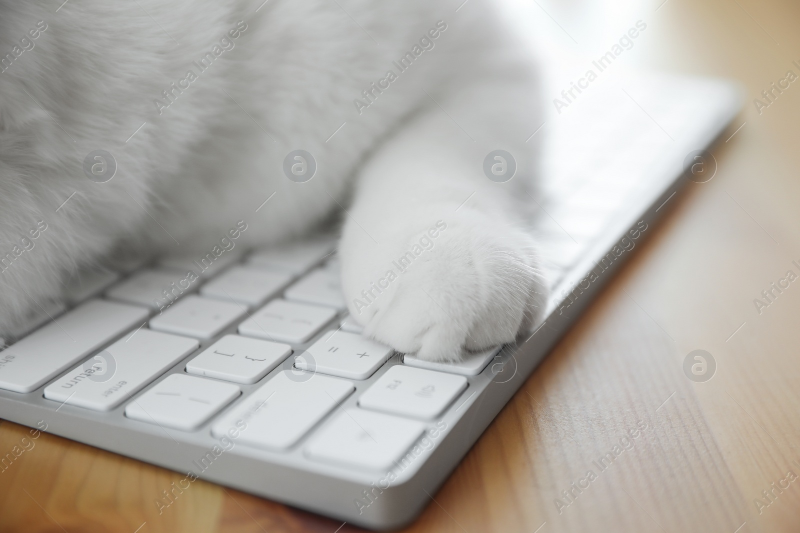 Photo of Adorable white cat lying on keyboard at workplace, closeup