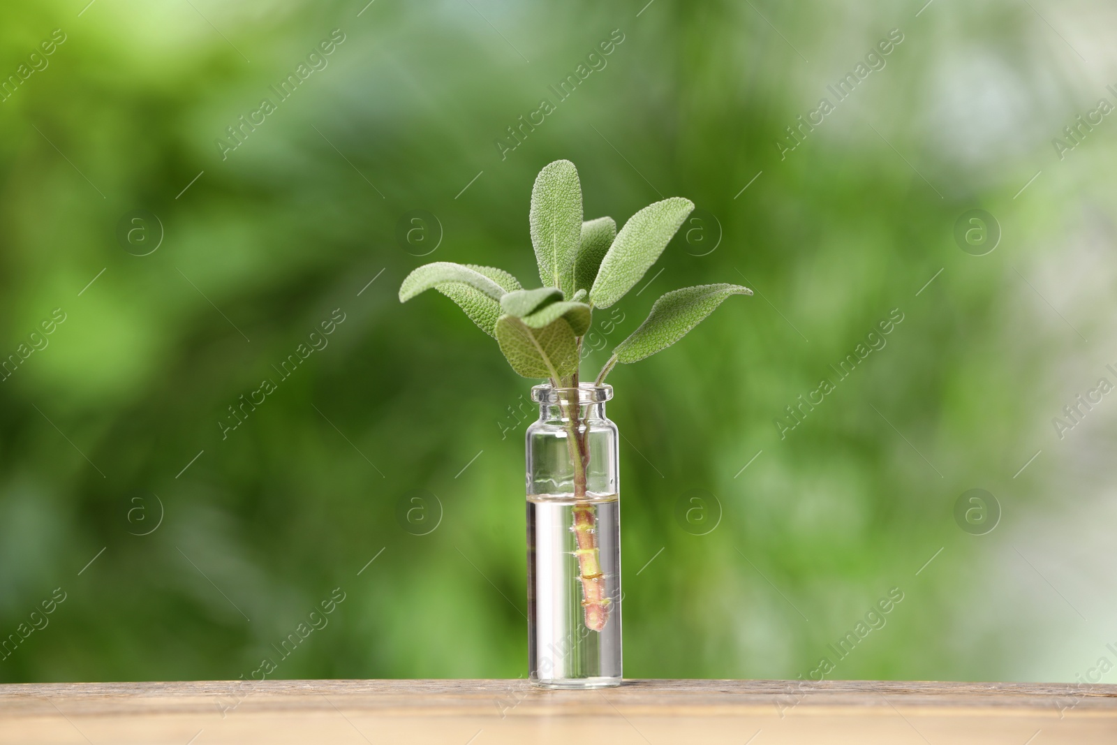 Photo of One bottle with essential oil and sage on wooden table against blurred green background