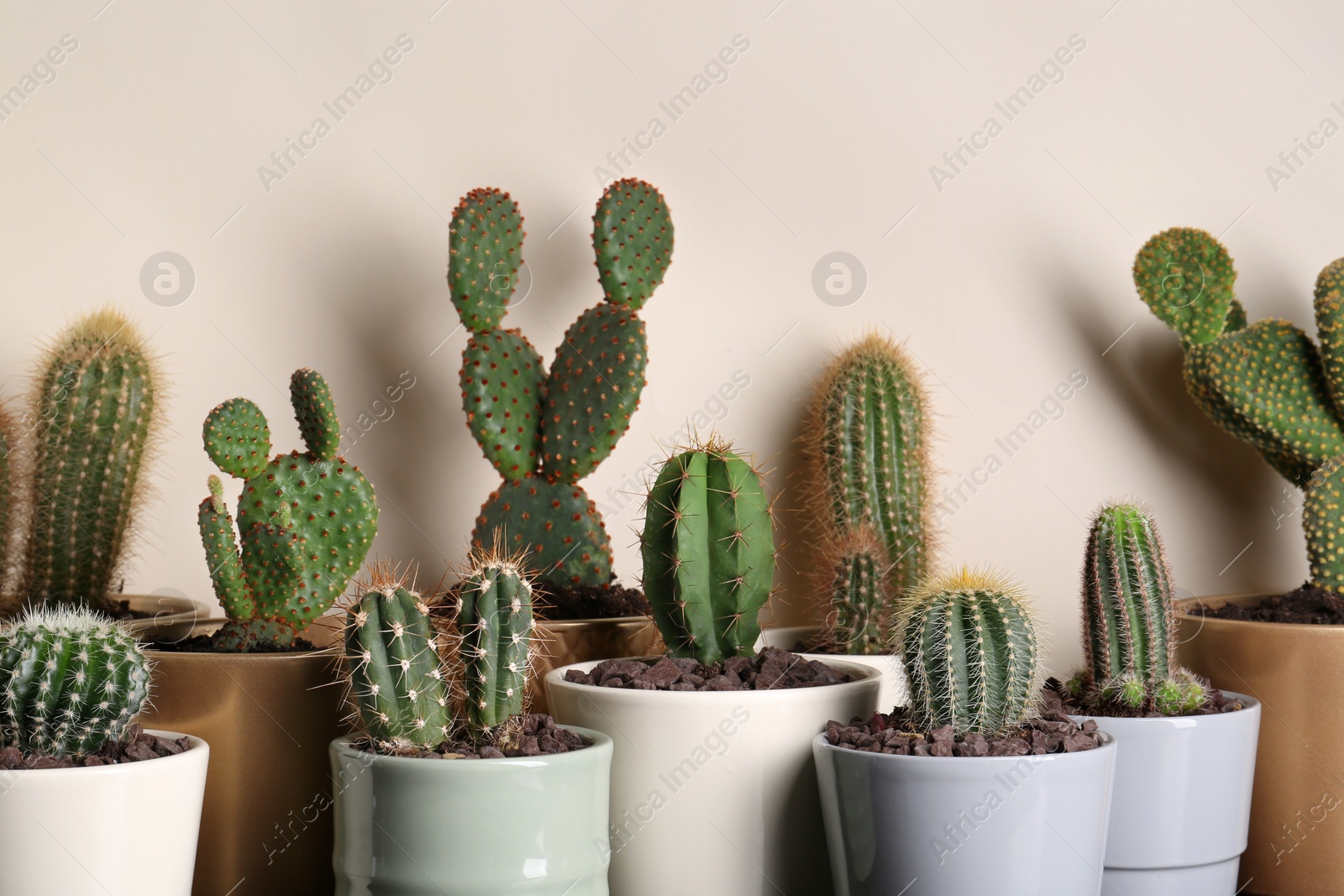 Photo of Many different beautiful cacti against beige wall