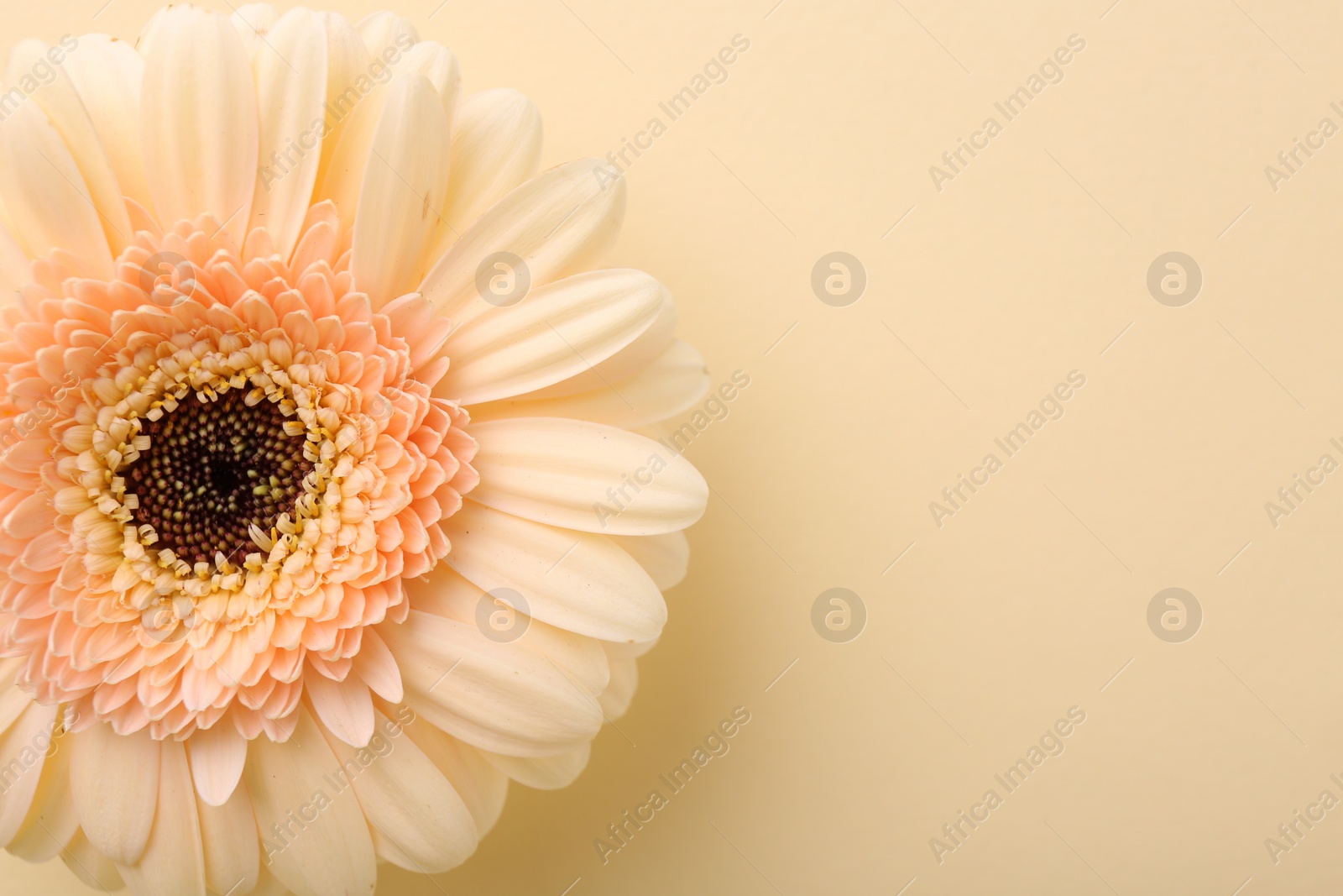 Photo of Beautiful gerbera flower on beige background, top view. Space for text