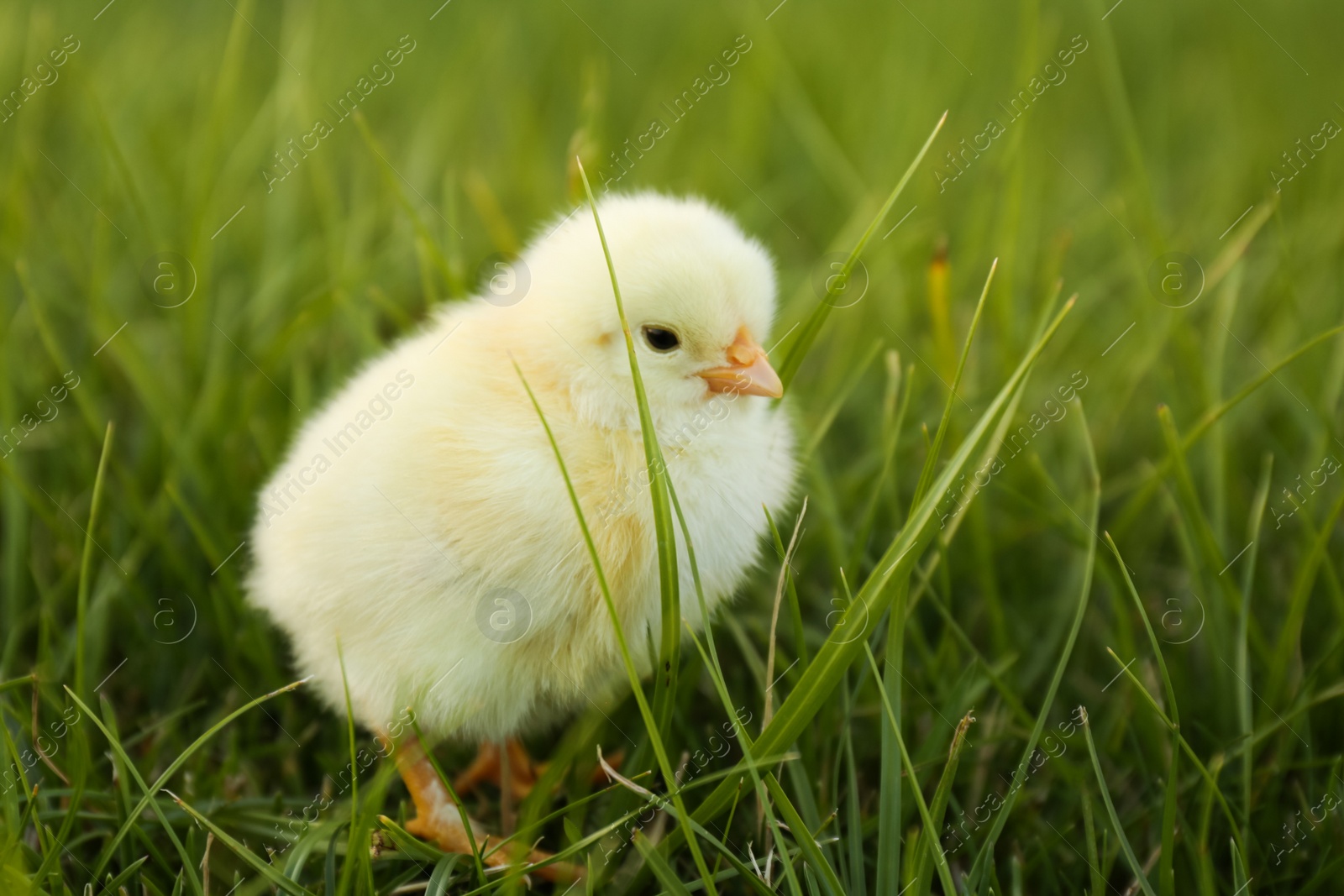 Photo of Cute fluffy baby chicken on green grass, closeup. Farm animal