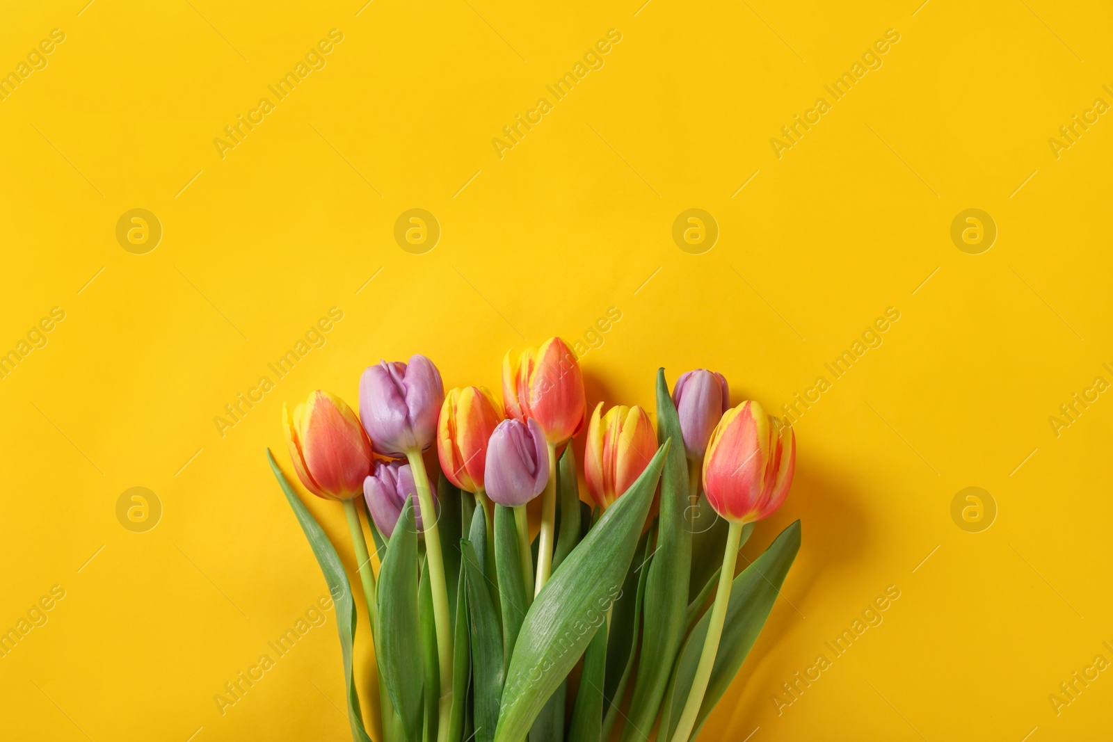 Photo of Many beautiful tulips on yellow background, flat lay. Space for text