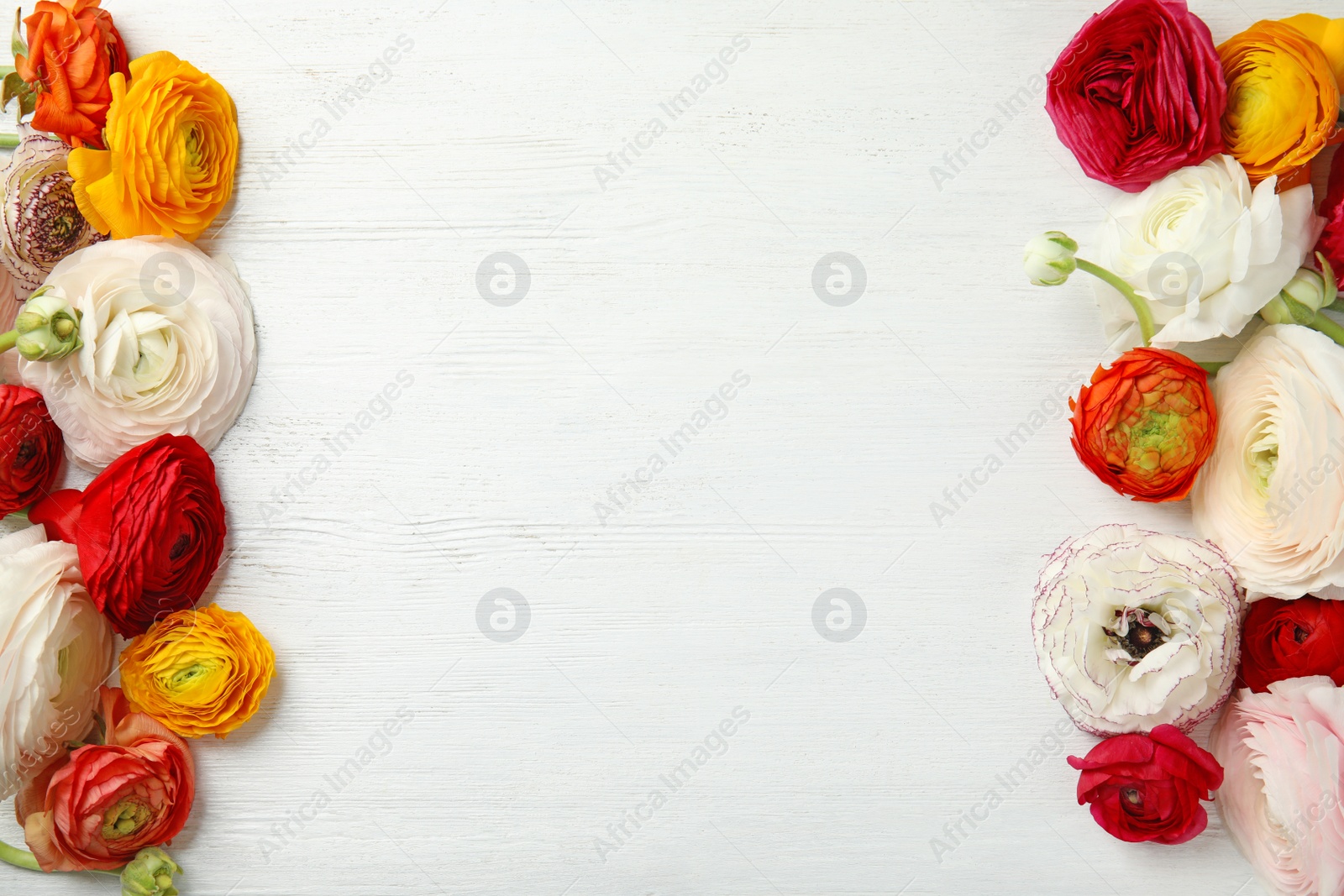 Photo of Spring ranunculus flowers and space for text on white wooden background, flat lay