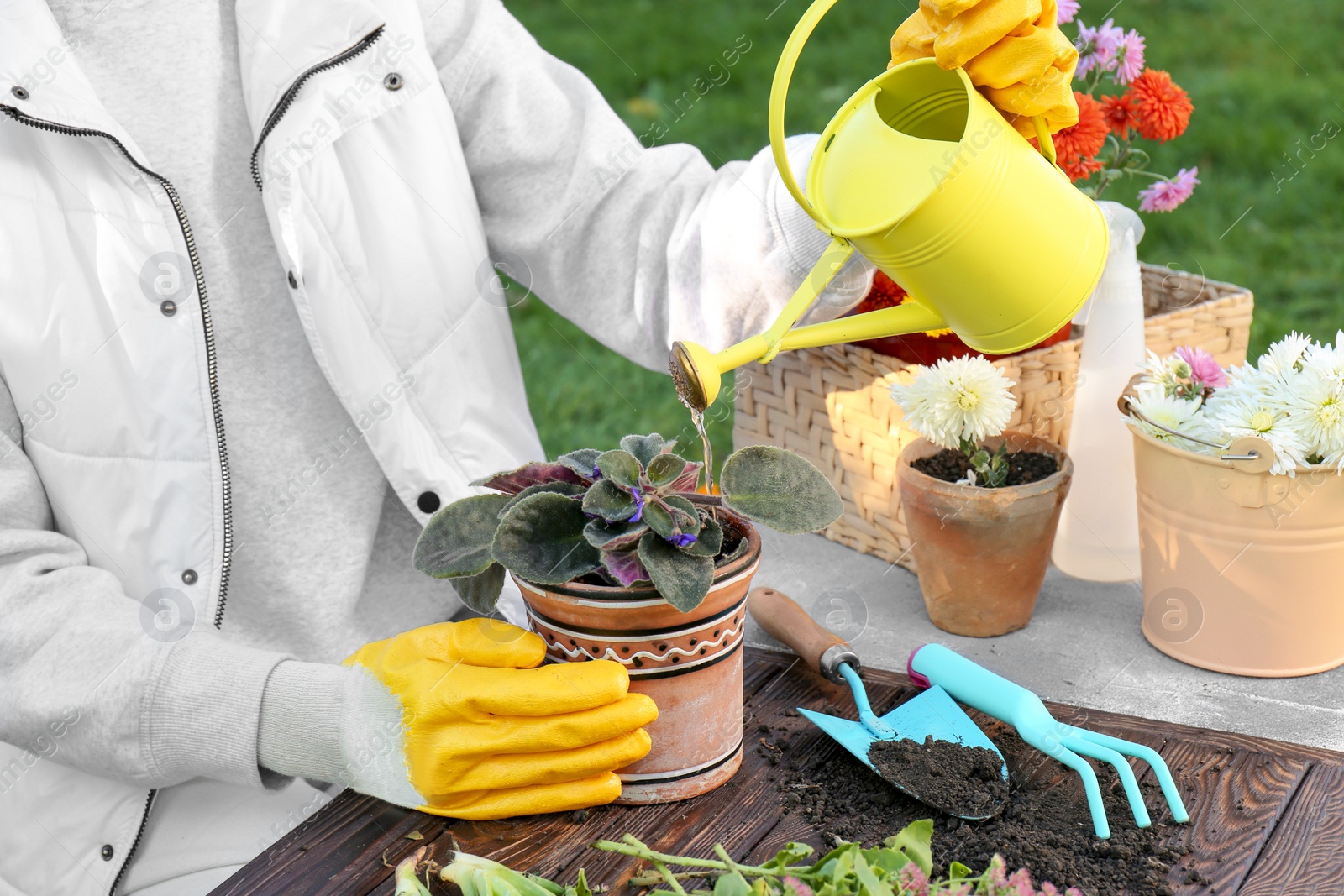 Photo of Woman watering potted flower at table in garden, closeup