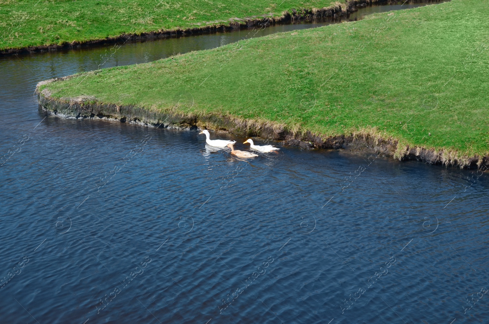 Photo of Cute ducks swimming in canal. Aquatic bird