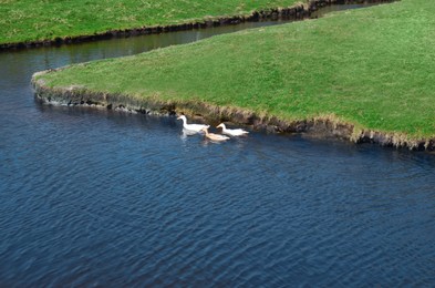 Photo of Cute ducks swimming in canal. Aquatic bird