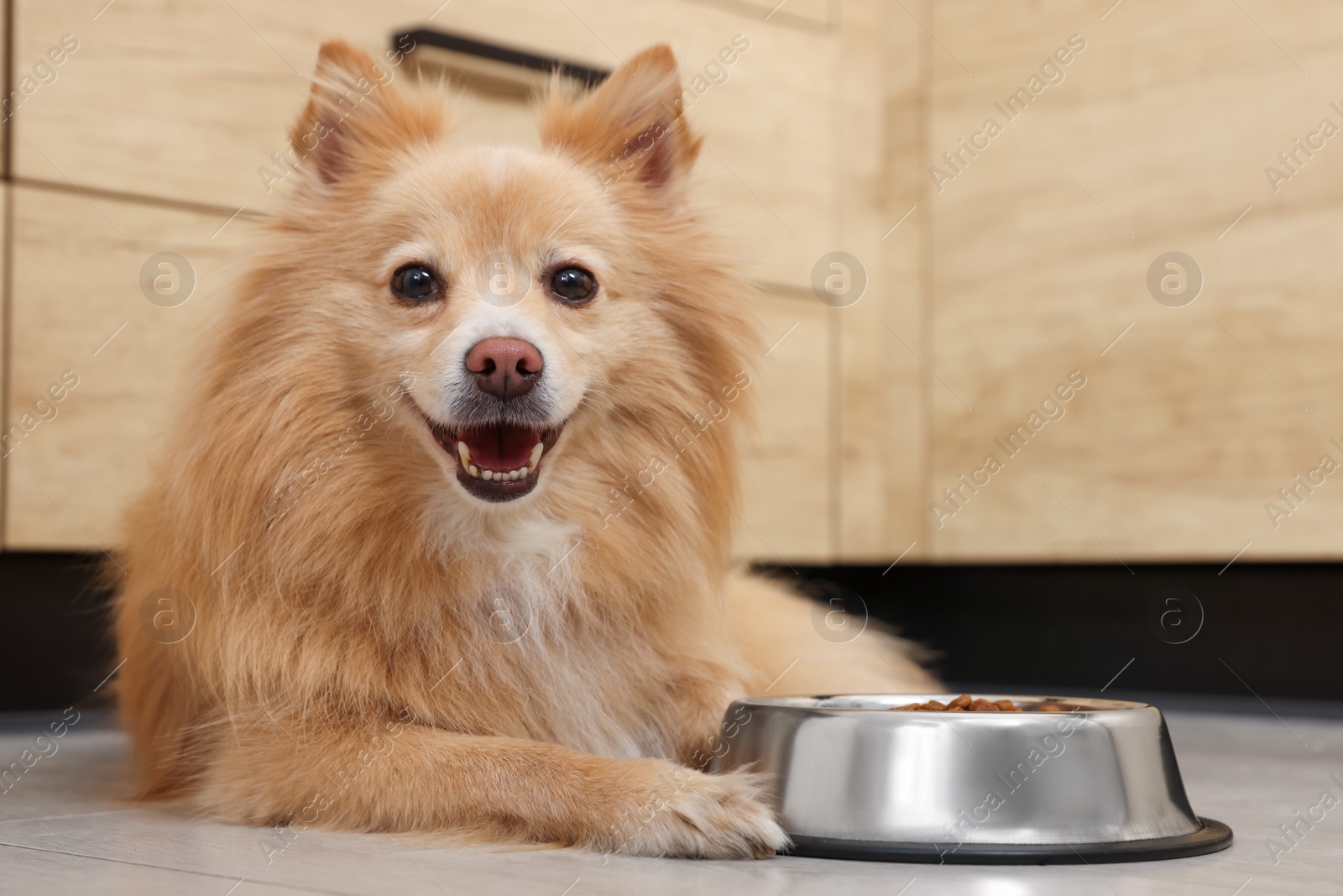 Photo of Cute Pomeranian spitz dog near feeding bowl on floor indoors