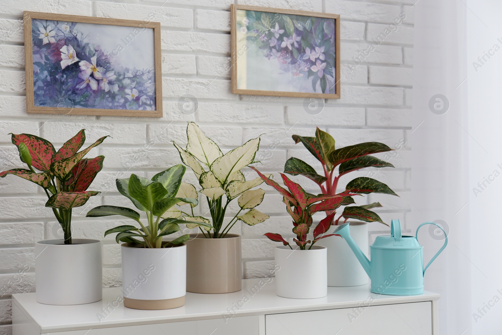 Photo of Exotic houseplants with beautiful leaves and watering can on cabinet near white brick wall indoors