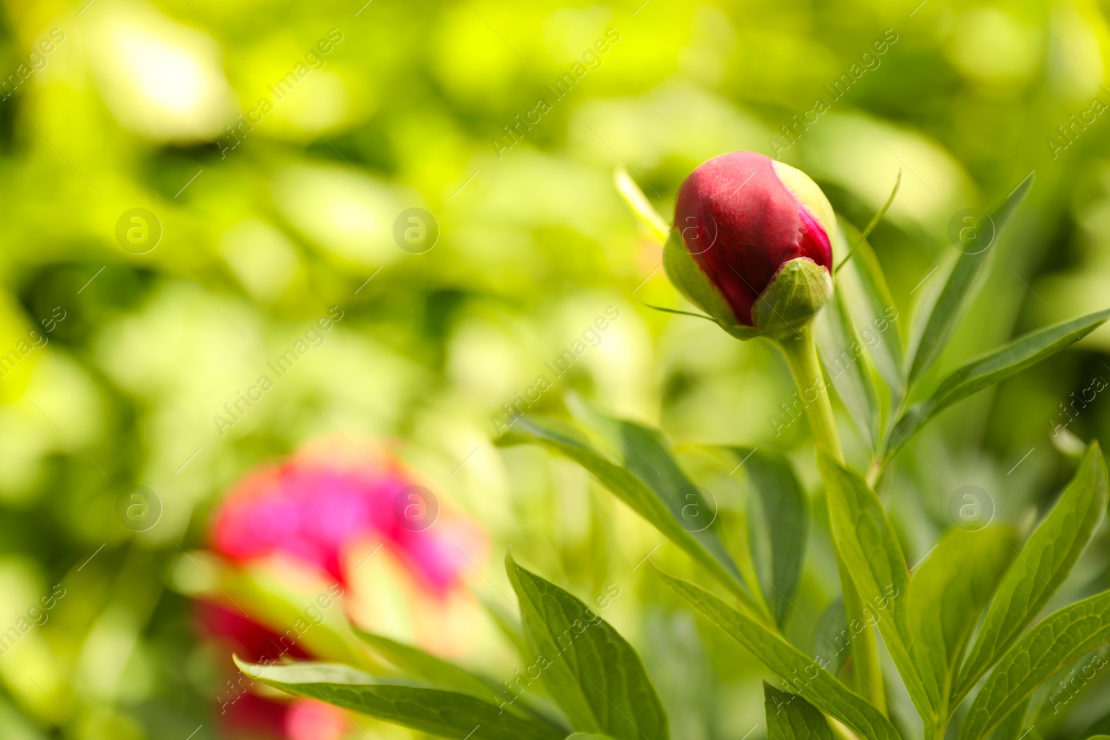 Photo of Beautiful red peony bud outdoors on spring day, closeup