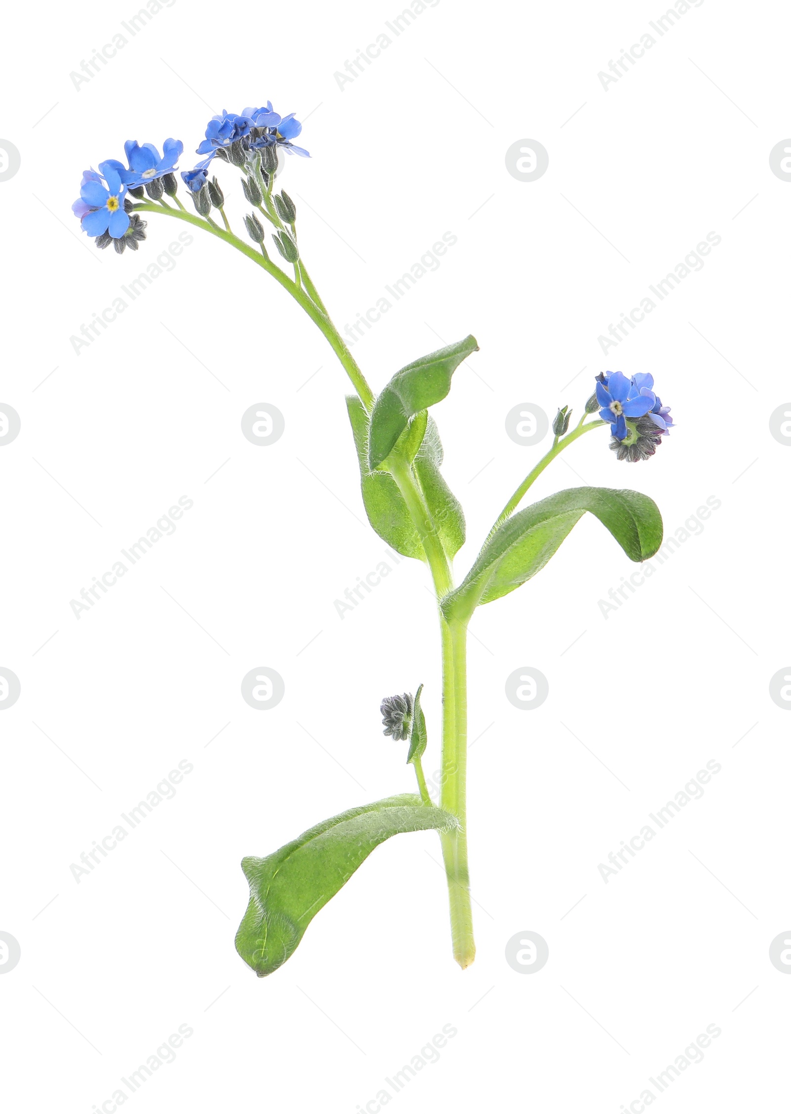 Photo of Beautiful blue Forget-me-not flowers isolated on white