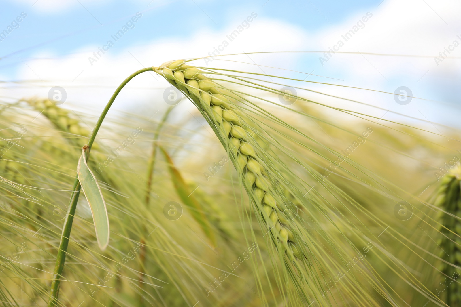 Photo of Closeup view of agricultural field with ripening cereal crop