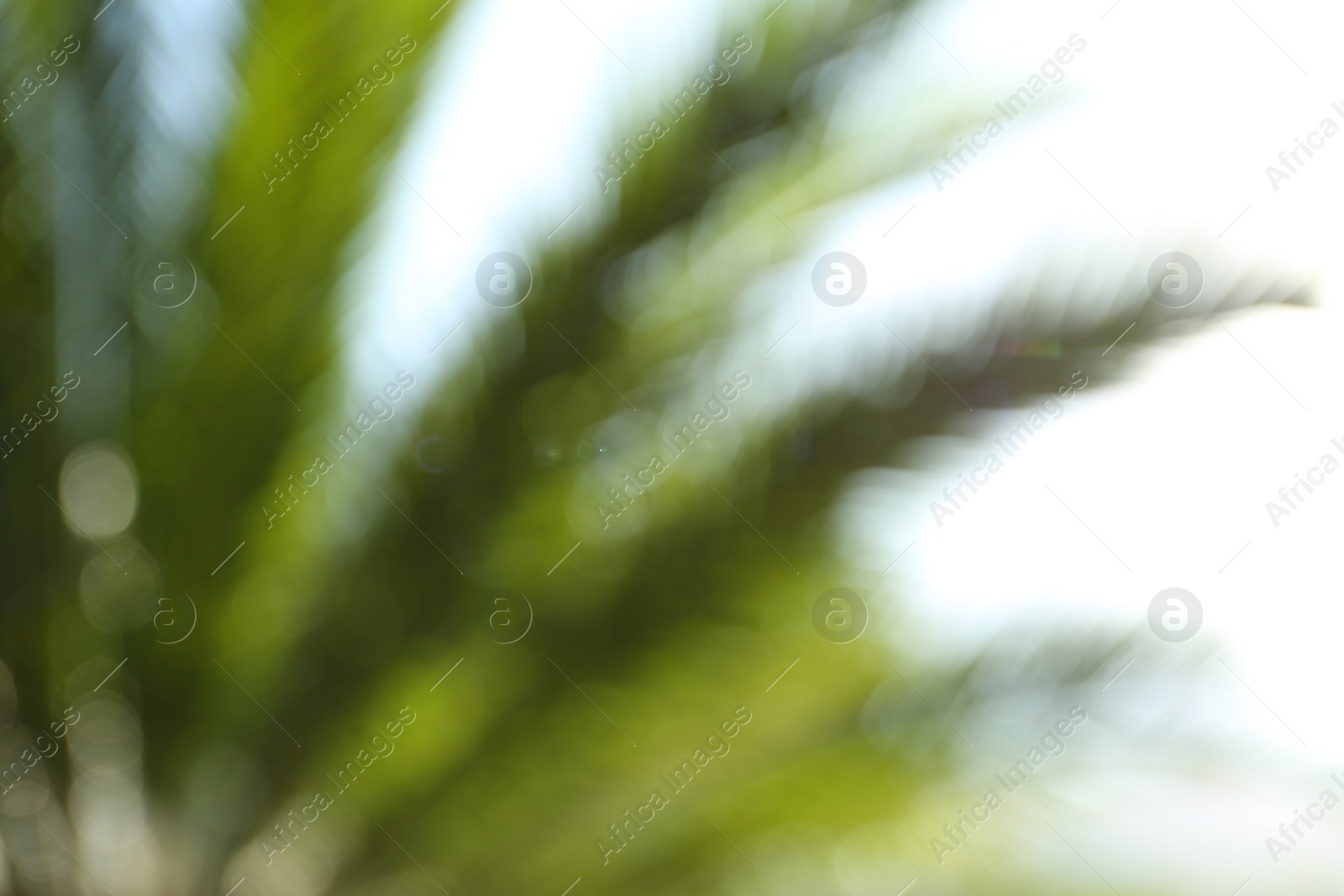 Photo of Blurred view of palm leaves on sunny day outdoors. Bokeh effect