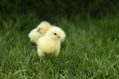 Cute fluffy baby chickens on green grass outdoors. Farm animals