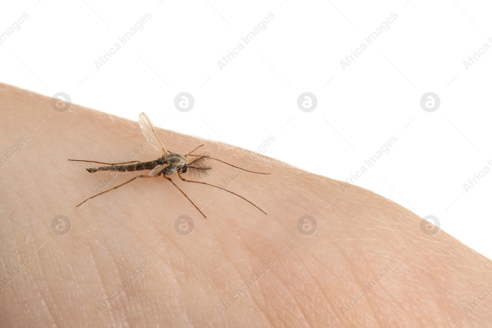 Photo of Mosquito on human's skin against white background, closeup