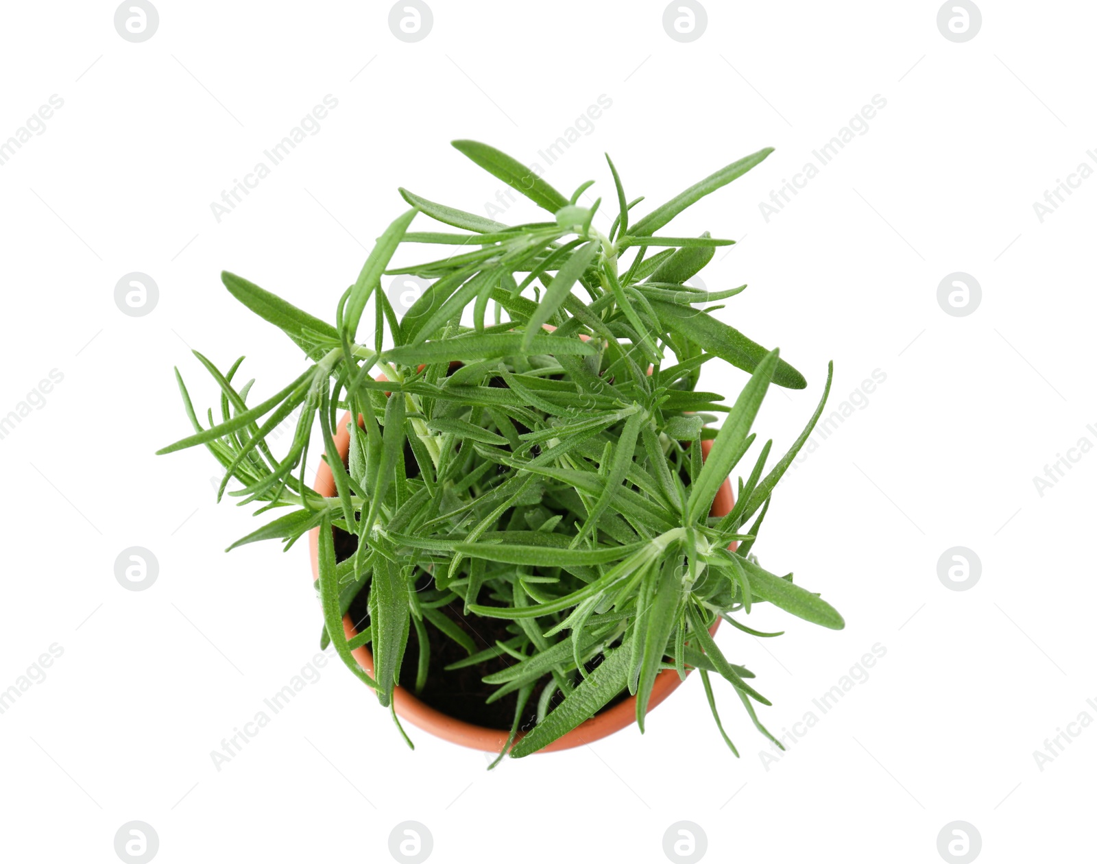 Photo of Fresh rosemary bush on white background, top view