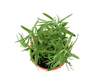 Photo of Fresh rosemary bush on white background, top view