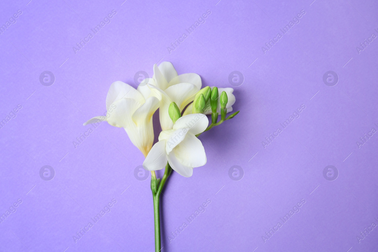 Photo of Beautiful freesia on color background