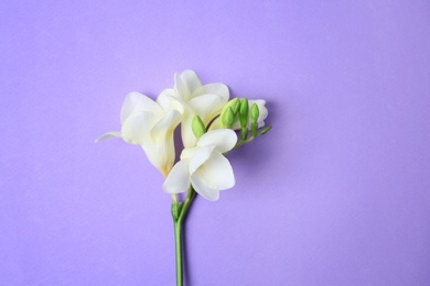 Beautiful freesia on color background