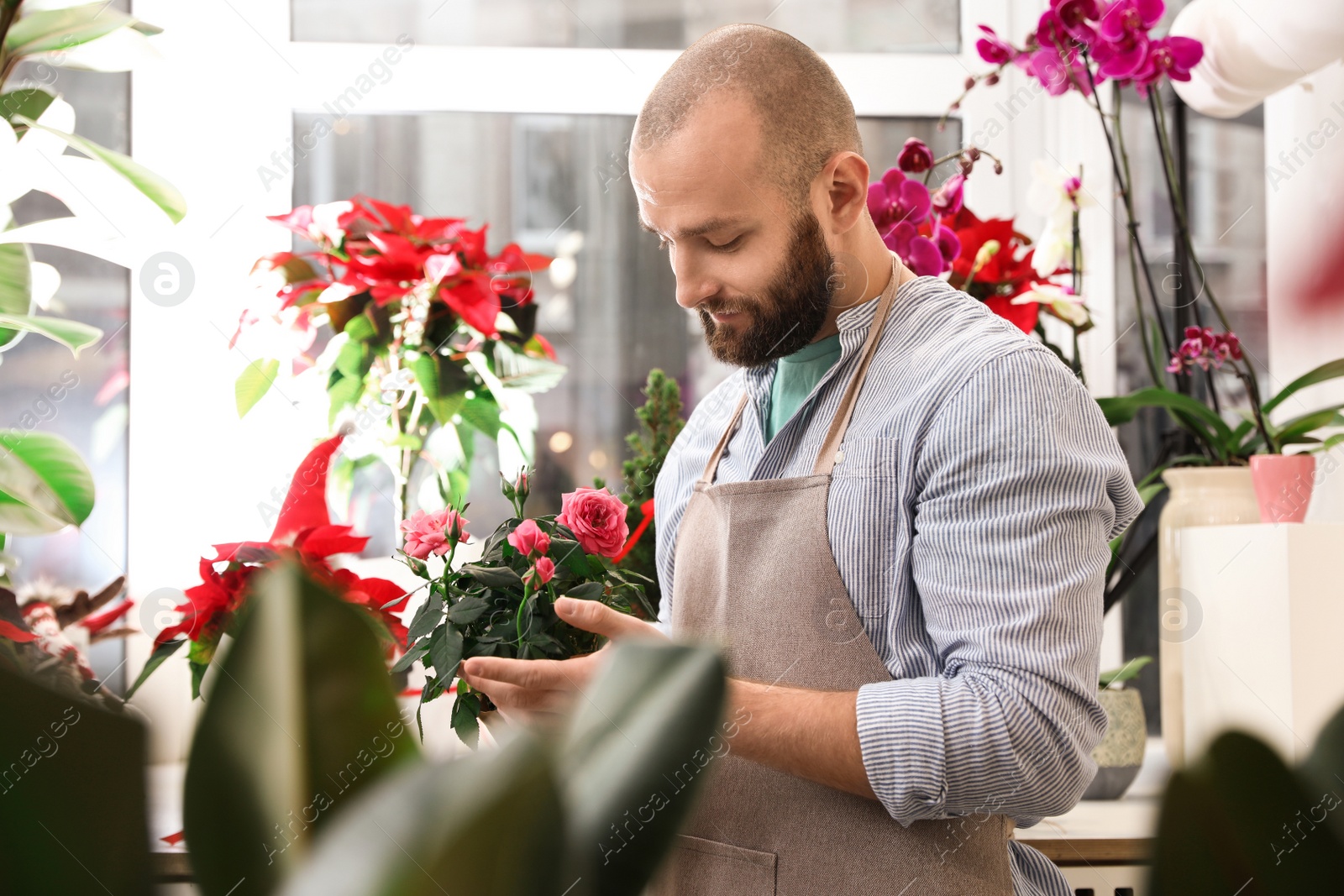 Photo of Professional male florist in apron at workplace