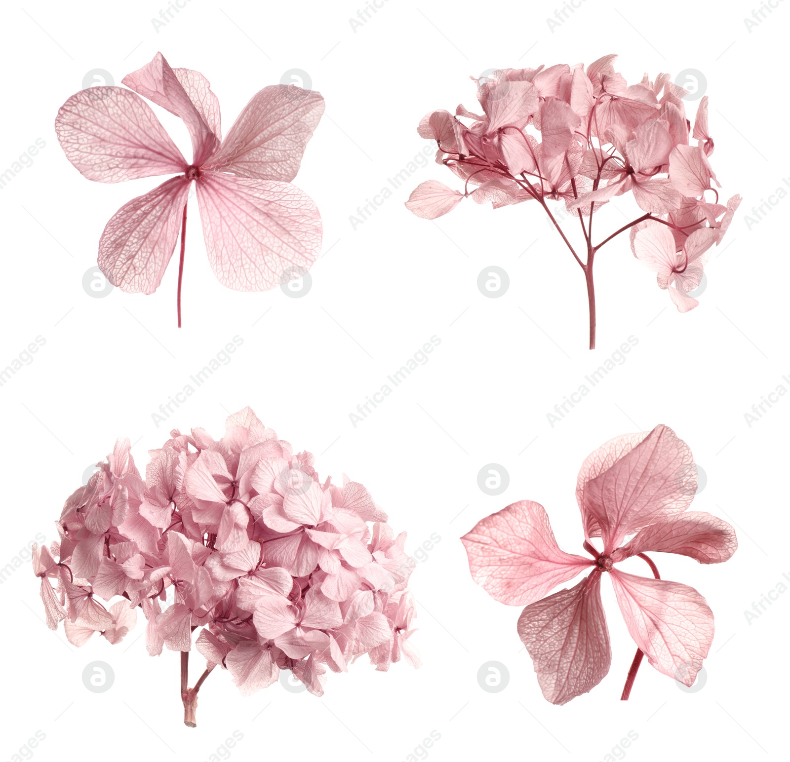 Image of Set with beautiful dry flowers on white background