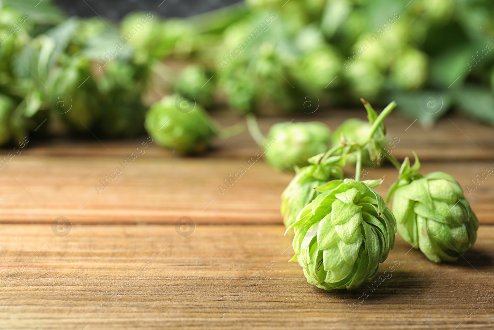 Photo of Fresh green hops and space for text on wooden table. Beer production