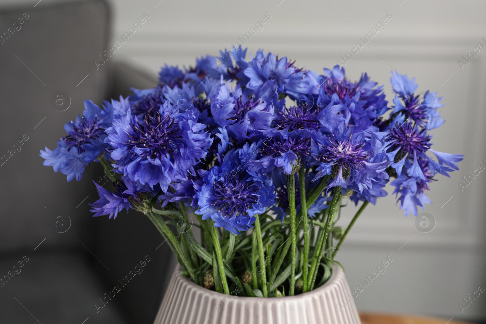 Photo of Bouquet of beautiful cornflowers in vase at home, closeup