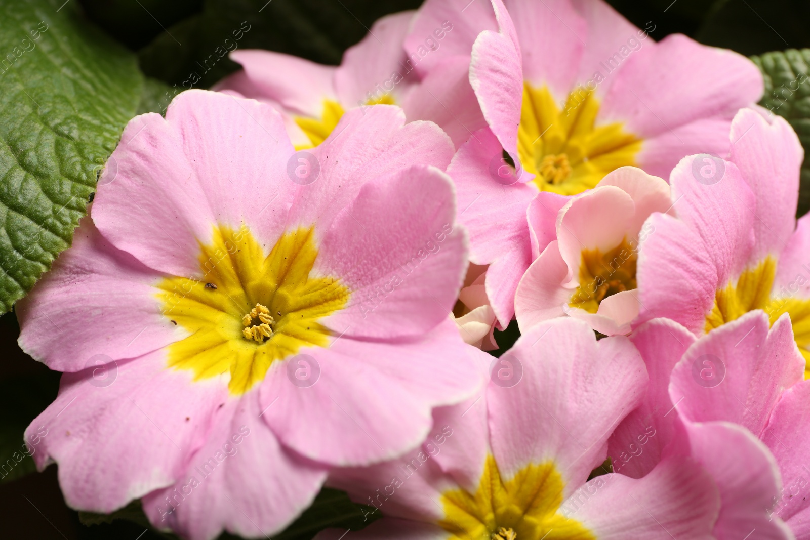 Photo of Beautiful primula (primrose) plant with pink flowers, closeup. Spring blossom