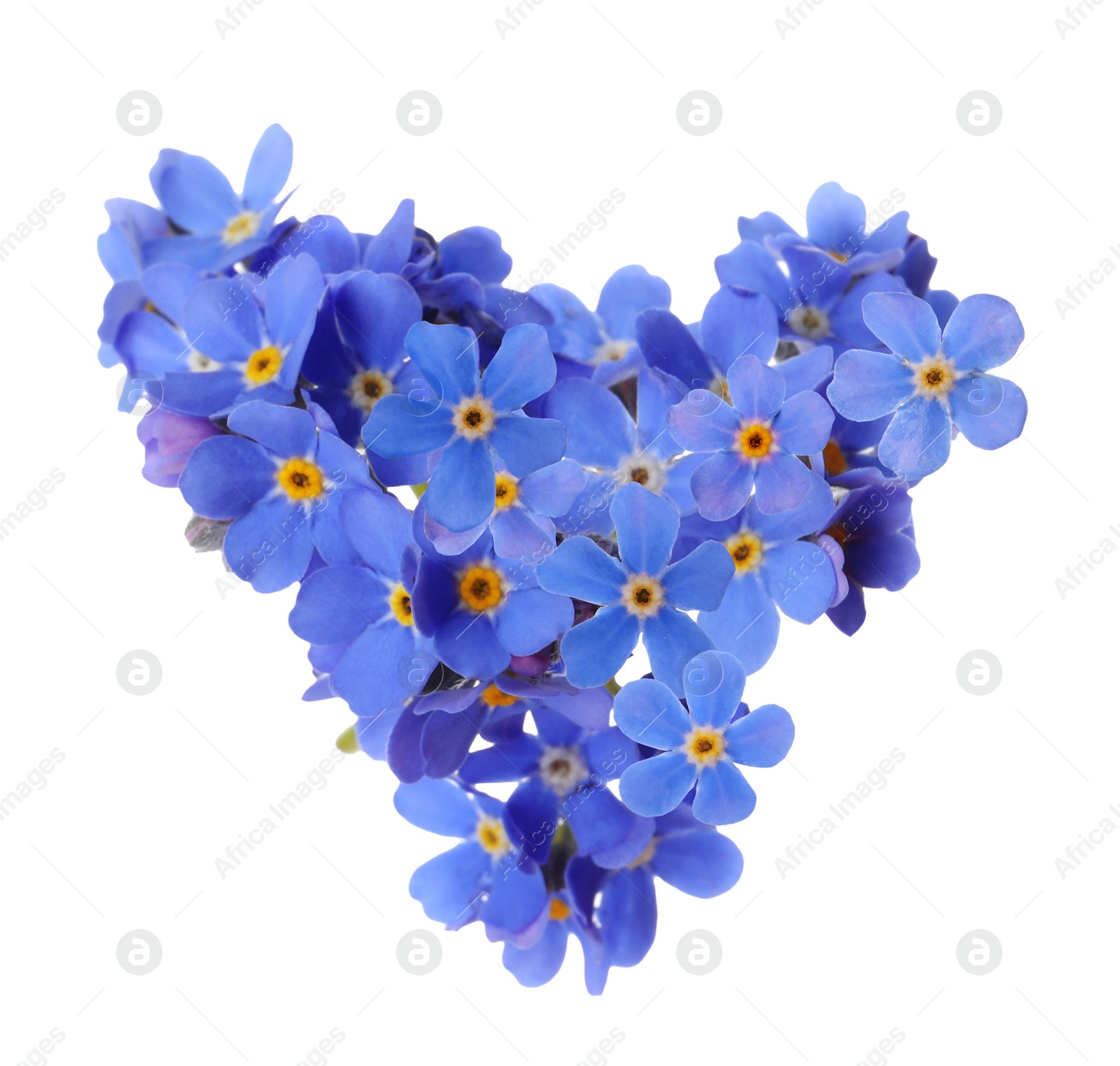 Image of Delicate blue forget me not flowers on white background