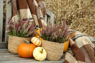 Beautiful composition with heather flowers in pots and pumpkins on wooden bench outdoors